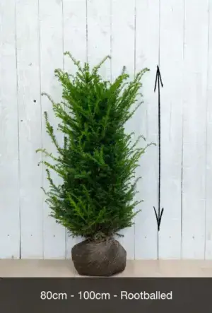 English Yew Hedge