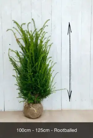 English Yew Hedge
