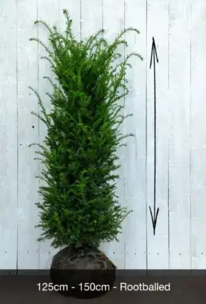 English Yew Hedge