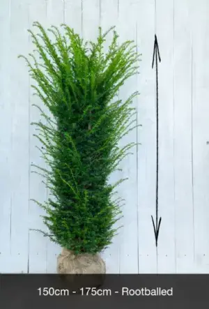 English Yew Hedge