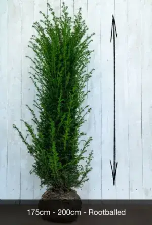 English Yew Hedge