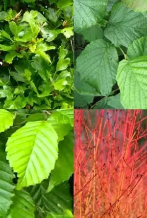Horse-safe hedging mix