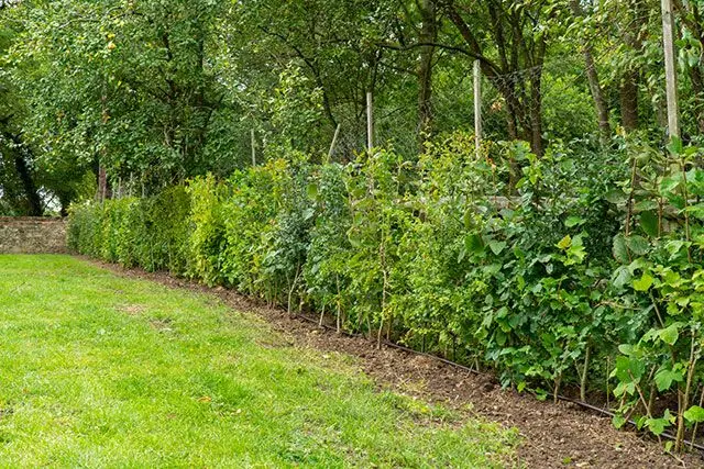 Mixed Native Hedging
