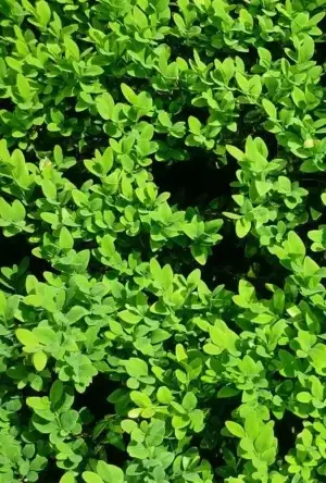 Box hedging plants