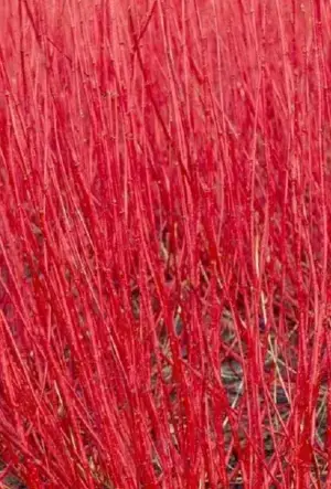 Red Stemmed Dogwood hedging plants