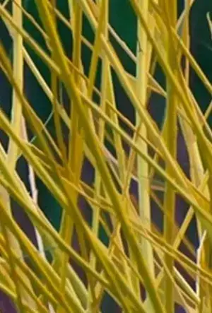 Yellow Stemmed Dogwood hedging plants