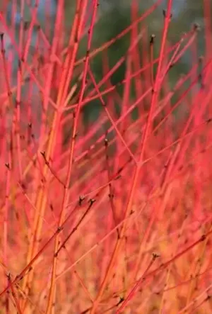 Midwinter Fire Dogwood hedging plants