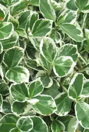 Euonymus Emerald Gaiety hedging plants