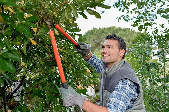 Man using shears to prune hedging