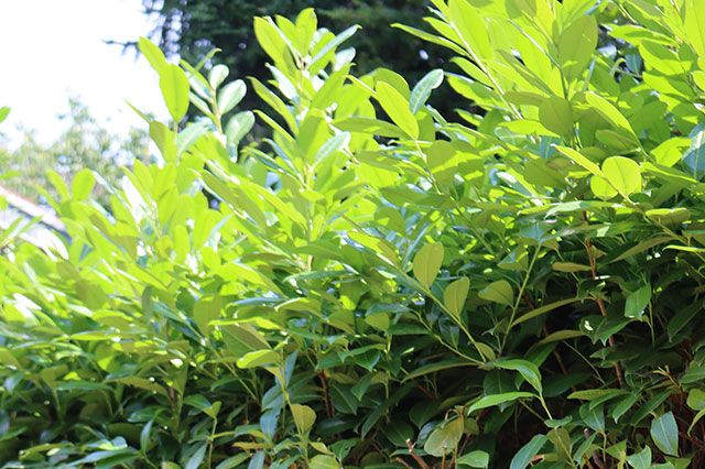How to prune a Laurel Hedge - Hedging Plants Direct