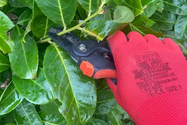 Pruning Laurel Hedging