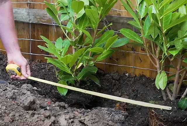 Planted laurel hedging