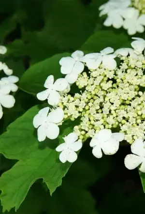Guelder Rose hedging plants