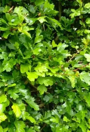 Hawthorn hedging plants