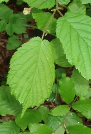 Hazel hedging plants