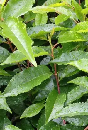 Portuguese Laurel hedging plants