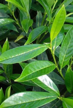 Upright Laurel hedging plants