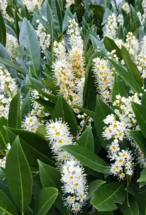 Compact Laurel hedging plants