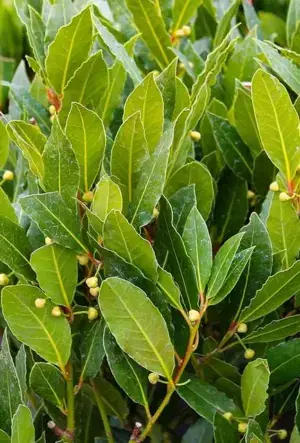 Sweet Bay Laurel hedging plants