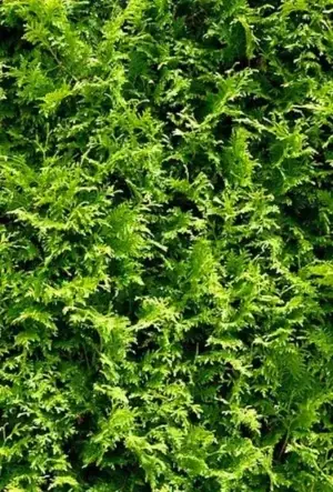 Green Leylandii hedging plants