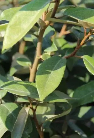 Oleaster hedging plants