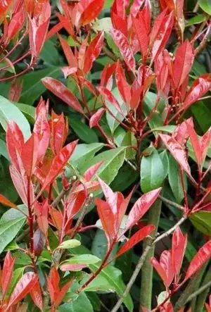 Photinia Red Robin Hedge Red Robin Plant