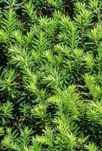 English Yew hedging plants