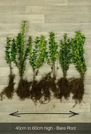 Common Privet Hedge