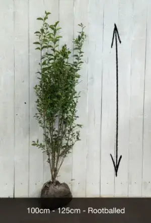 Common Privet Hedge