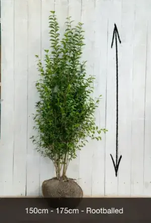 Common Privet Hedge