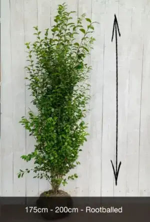 Common Privet Hedge