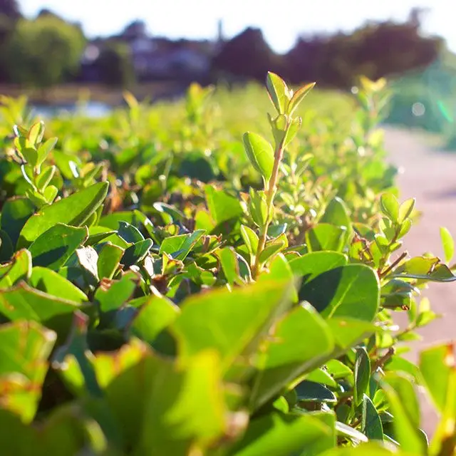 Hedging Plants