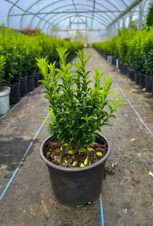 Euonymus Jean Hugues Hedge