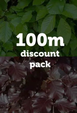 Green and Purple Beech Hedging Mix