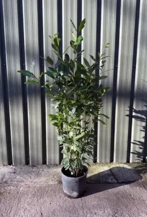 Sweet Bay Laurel Hedge