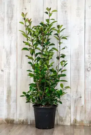 Photinia Red Robin Hedge
