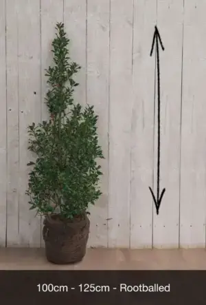 English Holly Hedge
