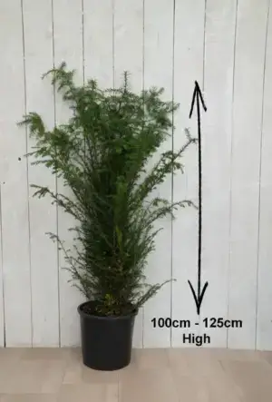 English Yew Hedge