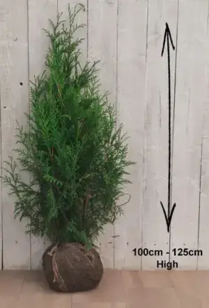 Western Red Cedar Hedge