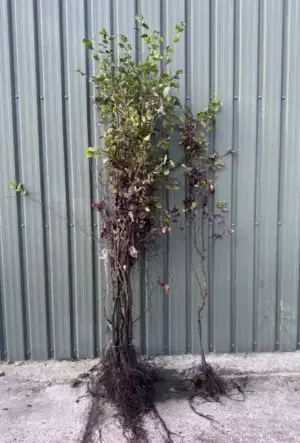 Hornbeam Hedge