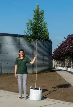 Photinia Red Robin Tree