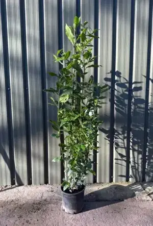 Sweet Bay Laurel Hedge