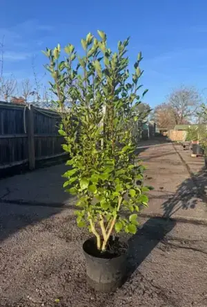 New Zealand Privet Hedge