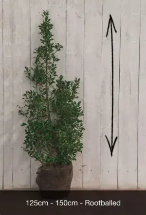 English Holly Hedge