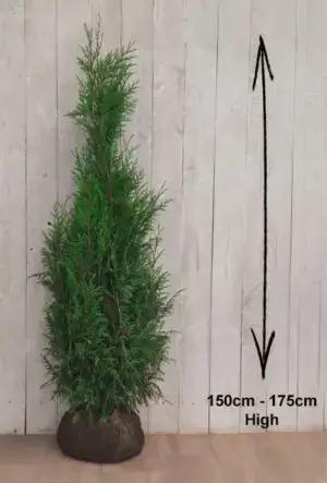 Western Red Cedar Hedge