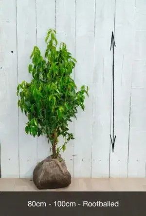 Portuguese Laurel Hedge