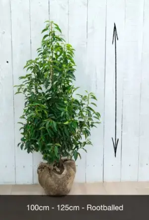 Portuguese Laurel Hedge