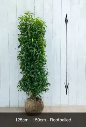 Portuguese Laurel Hedge