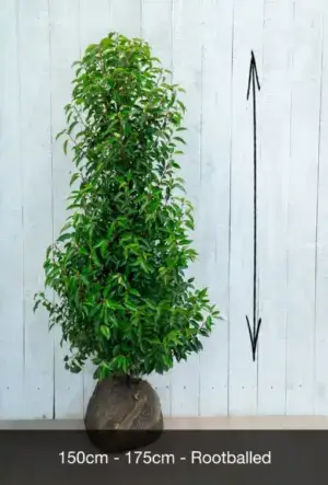 Portuguese Laurel Hedge