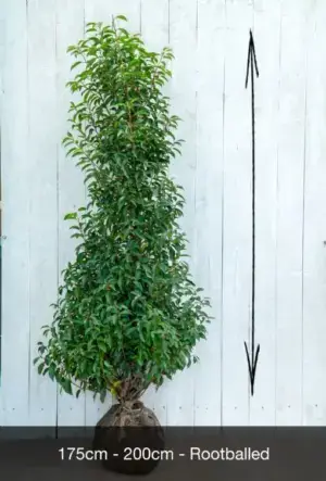 Portuguese Laurel Hedge